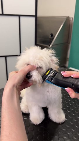 Maltipoo puppy’s first haircut – The cutest transformation ever! #maltipoo #doggrooming