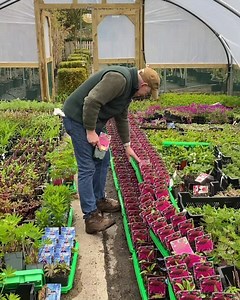Plant of the day ECHINACEA POW WOW WILD BERRY a hardy perennial Coneflower that flowers for months . Good in pots or beds and lasts for years WEBSHOP LINK IN BIO https://pergolanurseries.ecwid.com/ Pergola Nurseries Garden Corner Virginia,Co Cavan A gardeners oasis of quality plants WEBSHOP PINK UP AND DELIVERY https://pergolanurseries.ecwid.com/ WALK IN GARDENERS WED-Sun2-6 #summerflowers #flowersthatlast #gardenflowers #colourfulgarden | Pergola Nurseries Garden Corner