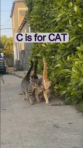 🐱C for Cat | Fun ABC Learning for Kids #short #kidseducation #cat #educationalvideo #spellingenglish