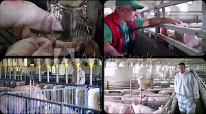 Pig Farming - Split Screen Video Montage. Veterinarian Doctor Examining Pigs at a Pig Farm. Animal Health and Welfare. Suckling Piglets. Pig Farmer.