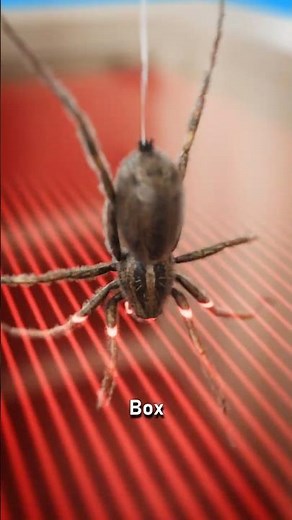 That's How They Harvest Spider Silk