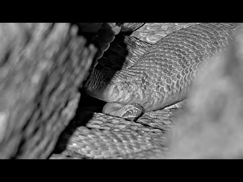 Strange, head-first rattlesnake birth!