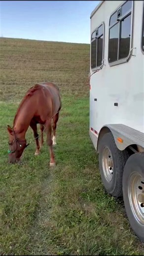 From hitching rails to the trailer tying is part of everyday horse life. The Spring Tether moves with the horse and is built for real use. Safety of tying short with the benefits of tying long. shop www.springtethersls.com #equine #horses #horsetok #horseriding #barnlife