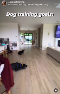 788 reactions · 50 shares | Dog Training Goals: A dog that listens...