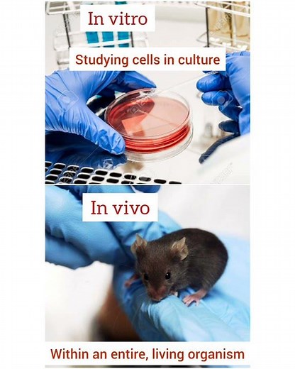 Difference between In vitro and In vivo study