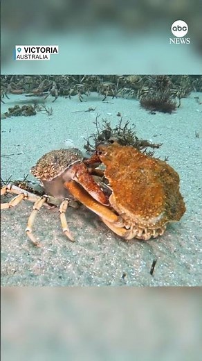 Timelapse captures spider crab molting