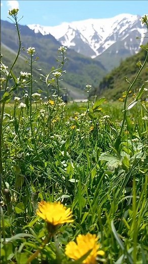 Dreamy Daryasar Plateau 🌸✨ Snowy Mountains & Green Fields