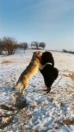 Wolf Vs Mastiff #Dog #Wolf #WildLife #Nature #GuardDog #GuardianDog #DogShorts #AnimalShorts #Shorts