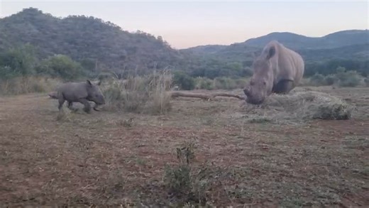Our newest addition to the Care for Wild rhino family has entered her galloping and frolicking stage! As she learns to balance and coordinate her oversized feet, River's second calf is taking full advantage of her baby energy. It's wonderful to witness this little one exploring the world with such joy. Everything is so new and exciting for her. She finds it hard to take a normal step without jumping with frivolity. We expect River to rejoin her crash friends and the other mother’s soon. Updates 
