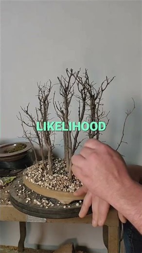 Bonsai Repotting Tip: Don't Skip This Crucial Step