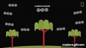 Climate 101: Deforestation | National Geographic on Make a GIF