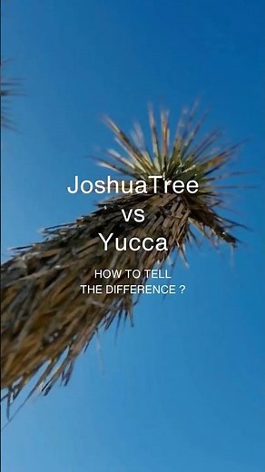 Joshua Tree vs Yucca Tree #plantidentification #desertplants #naturevideo #naturephotgraphy