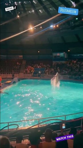 Dolphin 🐬 Show at Dolfinarium Harderwijk 🦈 Watch this!