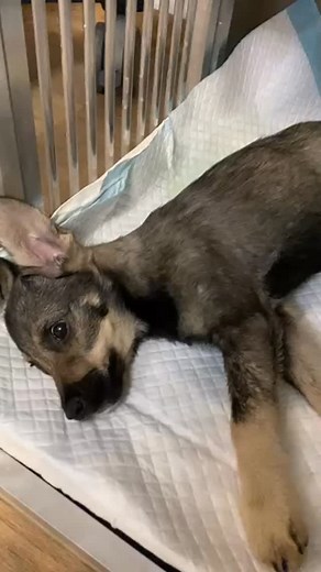 1.6K reactions · 141 shares | Edit: Hope ostala hospitalizovaná na...