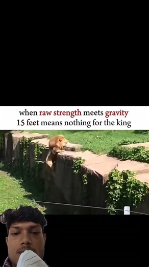 || Lion against gravity 🦁... #shorts268KLikes #geography #army