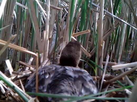 Some ducks will go to great lengths to hatch their eggs. Find out about unusual nesters at https://deltawaterfowl.org/unusual-nesters/ | Delta Waterfowl Foundation