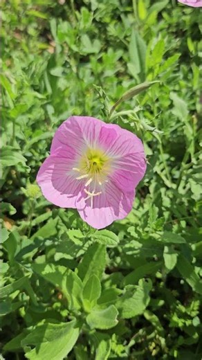 Spring flowers springing up!