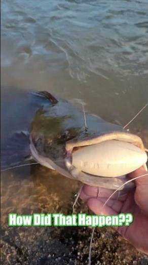 Can't Keep The Catfish Away From This Bobber! Best Bobber For Catfish Fishing: FatKat Catfish Rig!