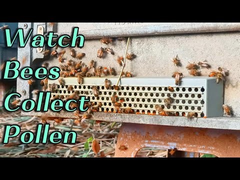 🔴Live Bee Pollen Trap in Action | Daily Pollen Collection