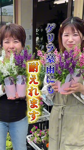 アンゲロニア｜暑さ・ゲリラ豪雨に強い夏の花の育て方