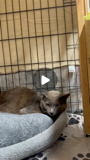 David Loop on Instagram: "Meet Atlas… just rescued 7/11/24 and heading to our vet. #cat #catlover #catlife #kitten #davidloop65"