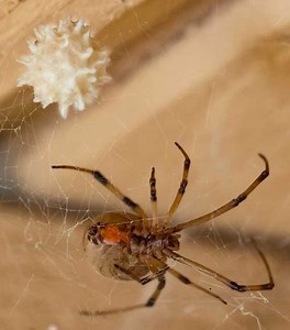 Oregon Family Finds Rare Venomous Spider