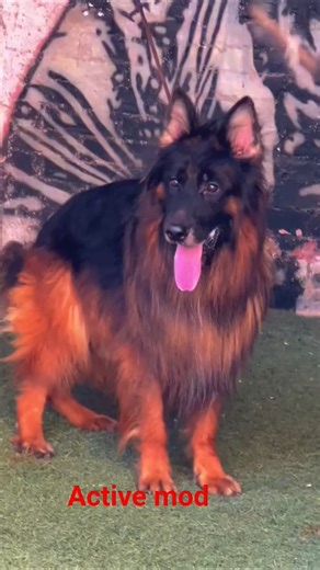 Active German Shepherd Adventures | USA GSD Training & Fun" #germanshepherd #gsddaily o #gsdlover