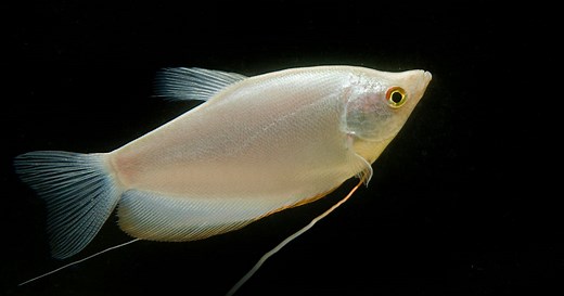 Exhibits at Shedd | Shedd Aquarium