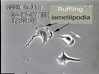 Cell Motility【细胞运动】