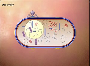 Steps in Replication of T4 Phage in E coli HD Animation 360p