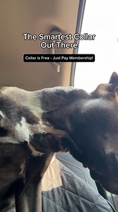 195K views · 14 reactions | From smart to genius — the all-new Series 3+ is changing dog parenting forever. | Fi | Facebook