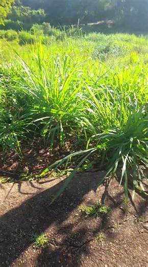 #ibia #viral un de meus passeios #tbtttttttt