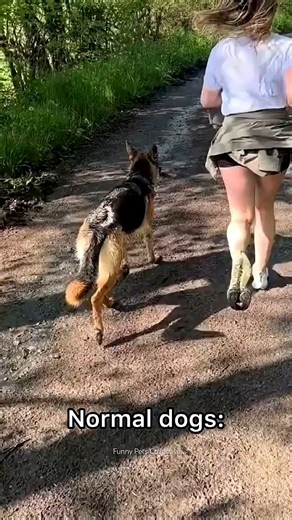 Normal dogs vs Huskies🤣🐕#shorts #dog #doglover #dogs | Qaisar