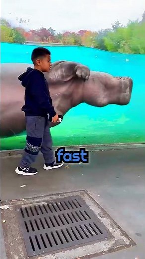 How Hippos Are Creating Ecosystems With Their Poop nature documentary