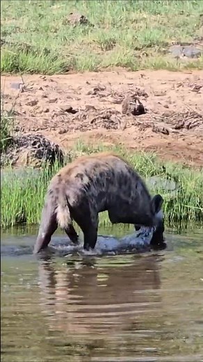 Hyena Cools Off in the River Kruger National Park Wildlife Behaviour