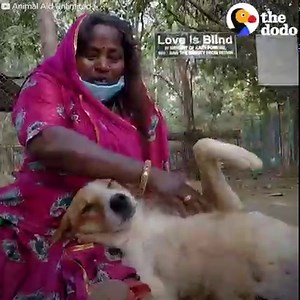 59M views · 1.8M reactions | Rescuers take in an aggressive, paralyzed stray dog and turn him into a loving, healthy angel  Animal Aid Unlimited | The Dodo | Facebook