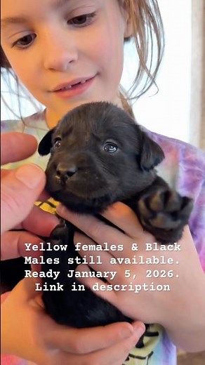 Lab Puppies This Cute Won't Last Long #puppies #labrador #petadoption