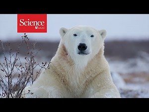 Polar bears are starving, and this video reveals why