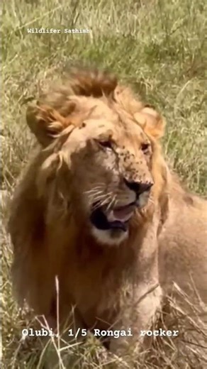 Olubi, the 1/5 Rongai rockers was seen healthy with a fresh Buffalo kill in masai mara grasslands.