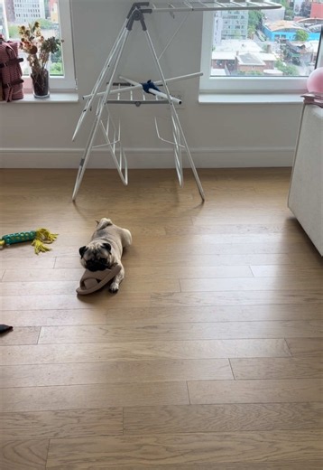 Cute Pug Compilation: Funny Pug Moments and Pug Love