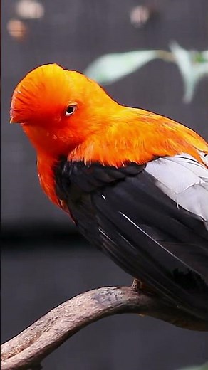 Ecuador’s Most Colorful Birds