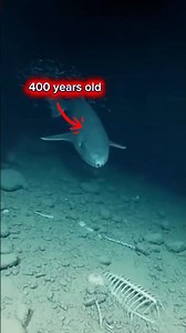 Greenland Shark — The Predator That Lives for Centuries