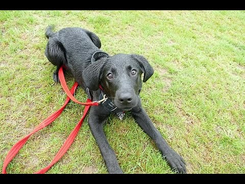 Charlie the 4 month old Labrador puppy - 4 Weeks Residential Dog Training