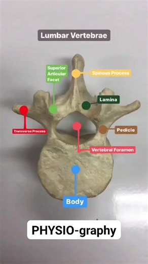 158K views · 775 reactions | Lumber vertebra anatomy | PHYSIO-graphy | Facebook