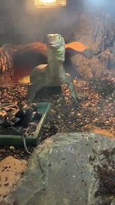 1.8K views · 46 reactions | Martin our Mertens Water Monitor. Having a snack. 年年 Don’t forgot this beauty is still for sale. Come in store and check him out. | Totally Reptiles | Facebook
