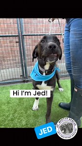 16K views · 1.2K reactions | Jed.  冀 Jed is a mastiff mix puppy he...