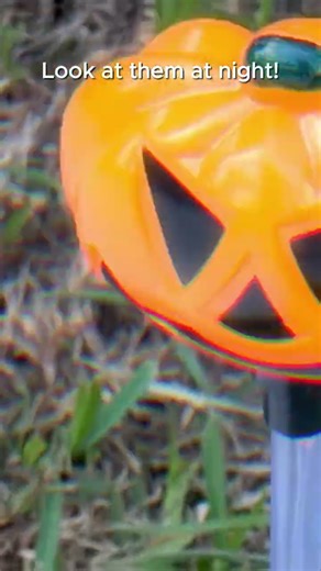 Your Yard = Halloween GOALS 🎃✨