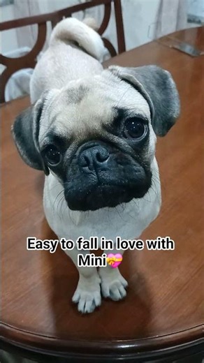 🥰Mini
