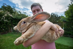 3ft Long Bunny Set To Become World’s Biggest Rabbit: CUTE AS FLUFF