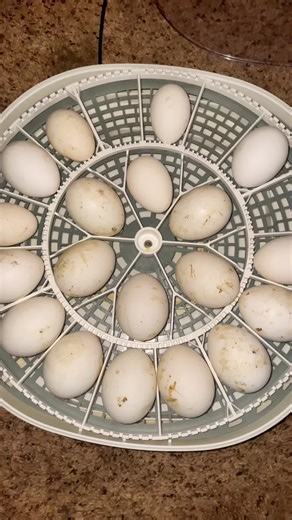 Unique Ayam Cemani Chickens Hatching Soon!